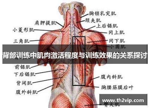 背部训练中肌肉激活程度与训练效果的关系探讨